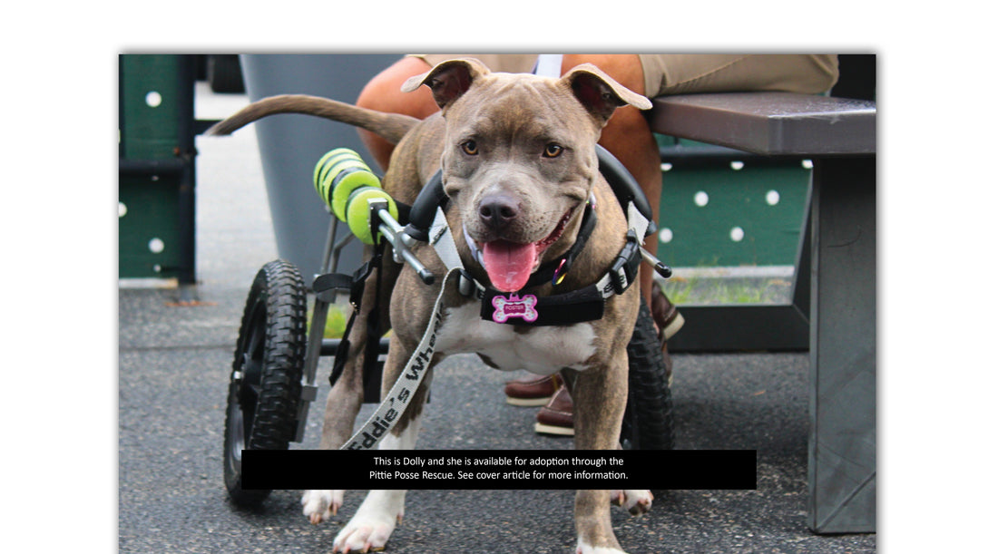 Wheelchairs for Dogs