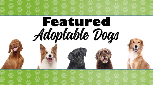 November 2024 Featured Adoptable Dogs