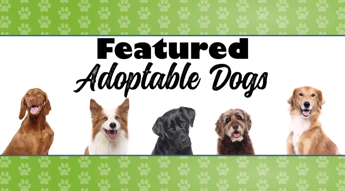 January 2025 Featured Adoptable Dogs