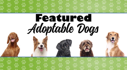 June 2024 Featured Dogs